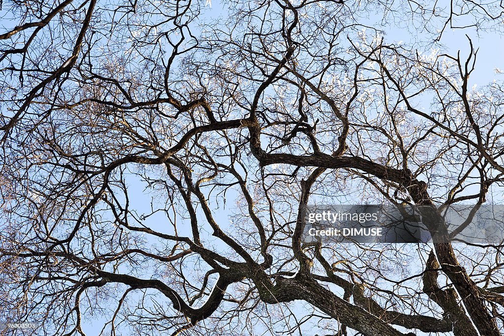 Tree in hoarfrost