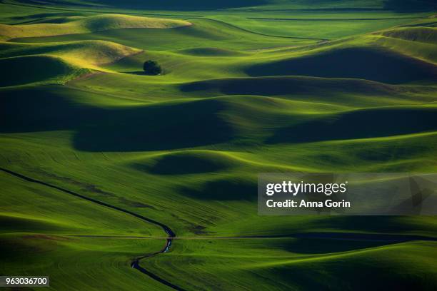 rolling green hills of palouse countryside in spring seen from steptoe butte state park at sunset, washington state - anna gorin stock pictures, royalty-free photos & images