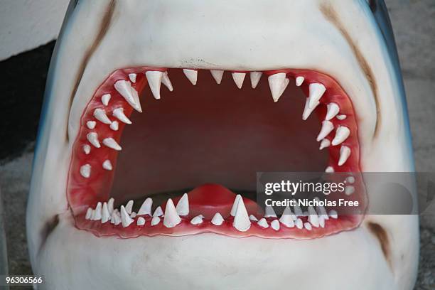 shark jaw - animal mouth stock pictures, royalty-free photos & images