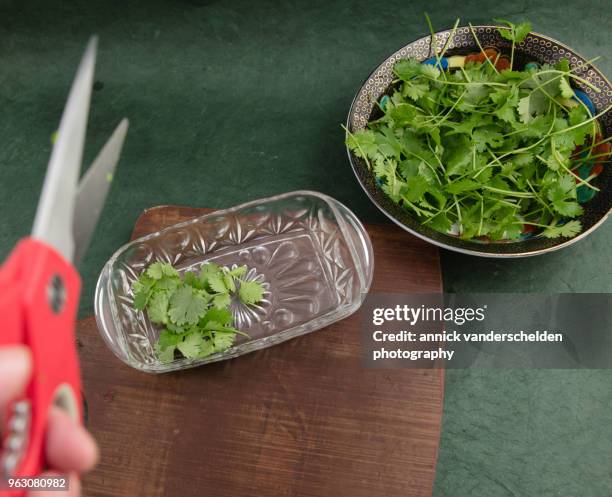 cilantro leaves. - koriander stockfoto's en -beelden