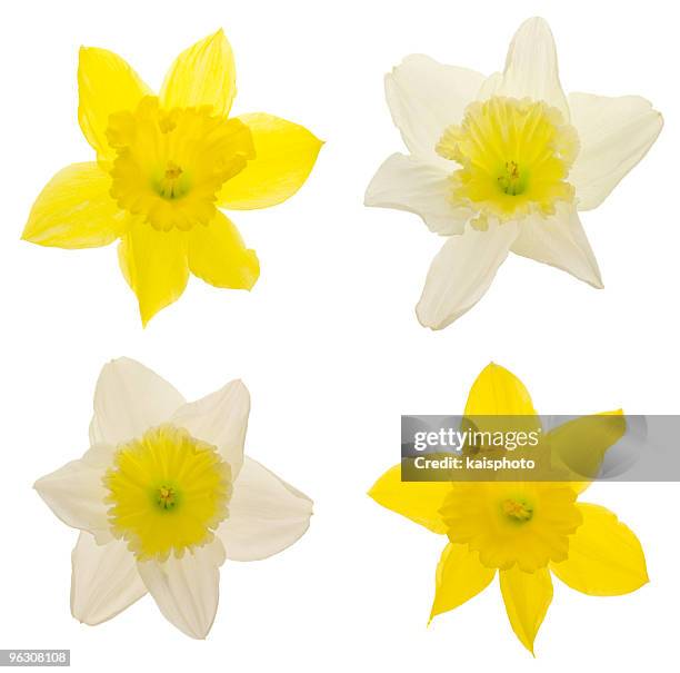 daffodils (xxl) - 水仙花 個照片及圖片檔