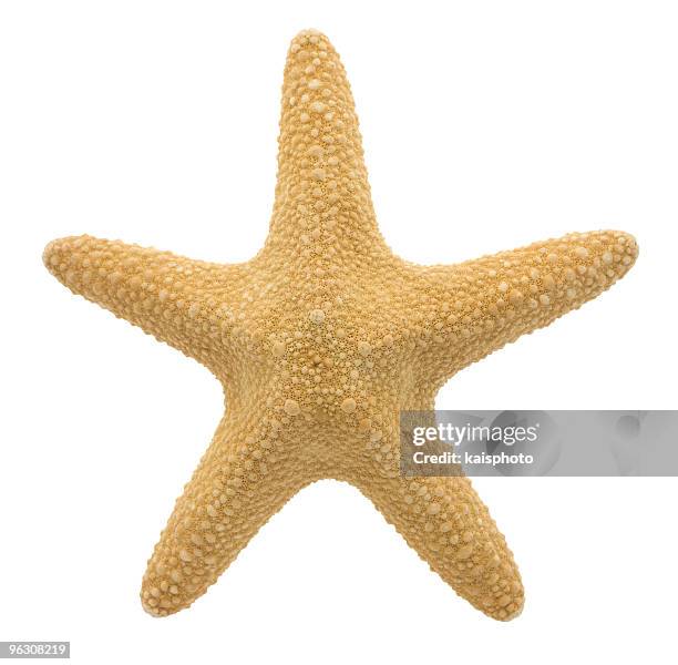 starfish (xl) - starfish stockfoto's en -beelden