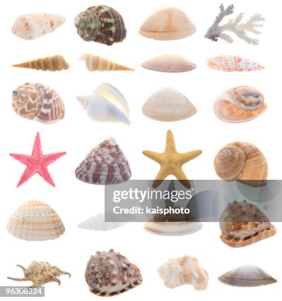 Split Shell Seashells Collection Of Isolated Seashells High-Res Stock Photo - Getty Images