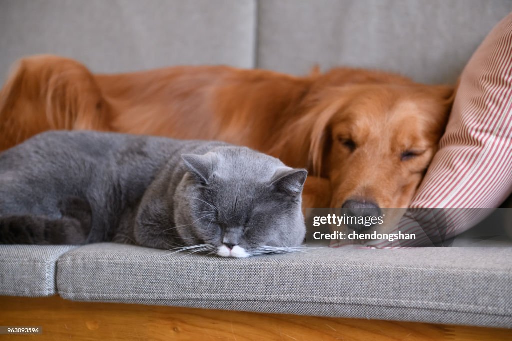 Golden Retriever slaapt met de kat