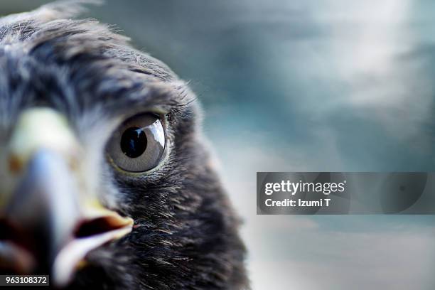 harris's hawk - ave de rapiña fotografías e imágenes de stock