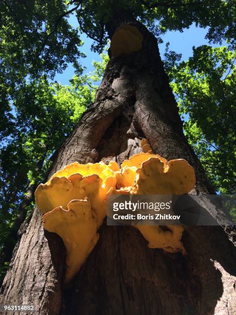 mushrooms on tree trunk. - schwindling stock-fotos und bilder