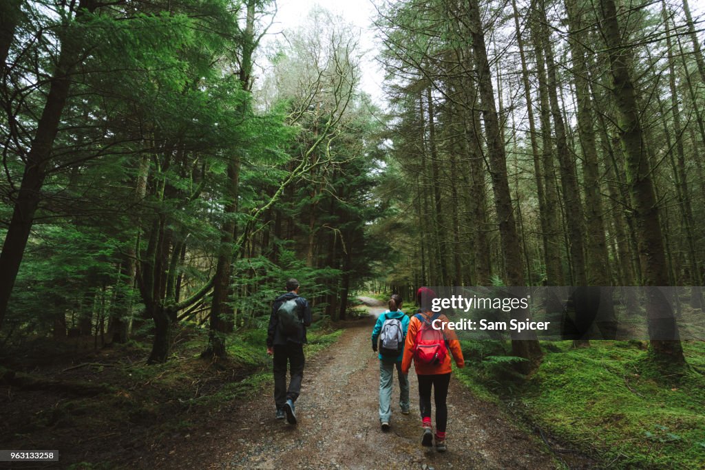 Friends hiking through beautiful green forest