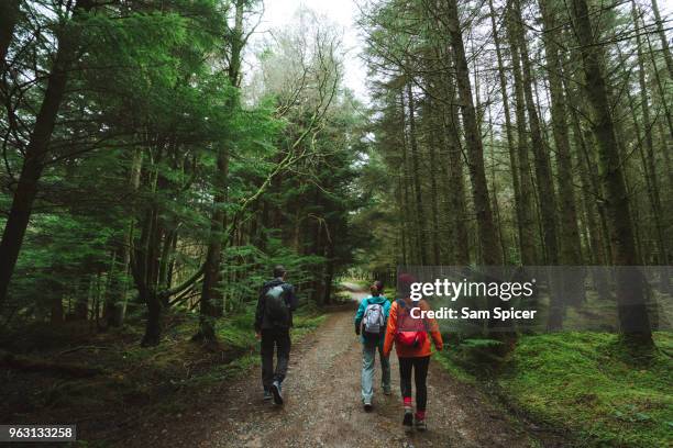friends hiking through beautiful green forest - walking woods stock pictures, royalty-free photos & images