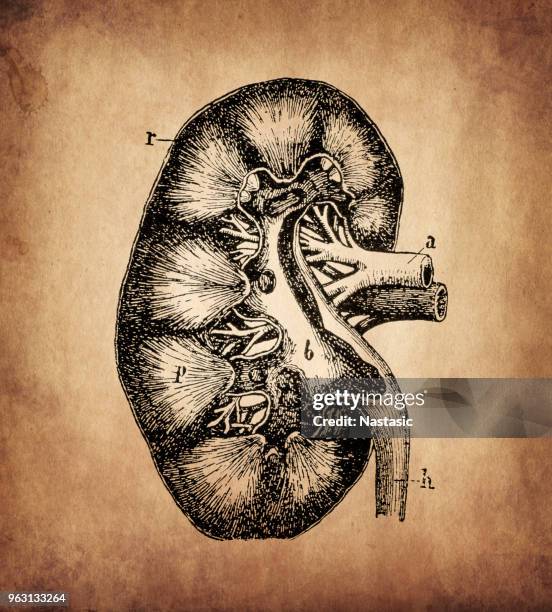 ilustrações de stock, clip art, desenhos animados e ícones de human kidney - rim órgão interno