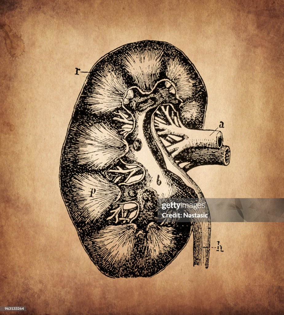 Human Kidney