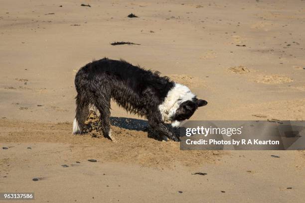 border collie digging on a sandy beach - runswick bay stock pictures, royalty-free photos & images