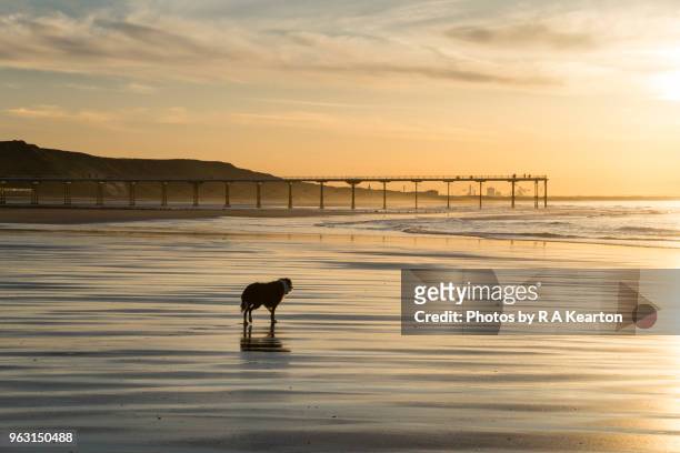 dog on saltburn beach at sunset - yorkshire del norte fotografías e imágenes de stock