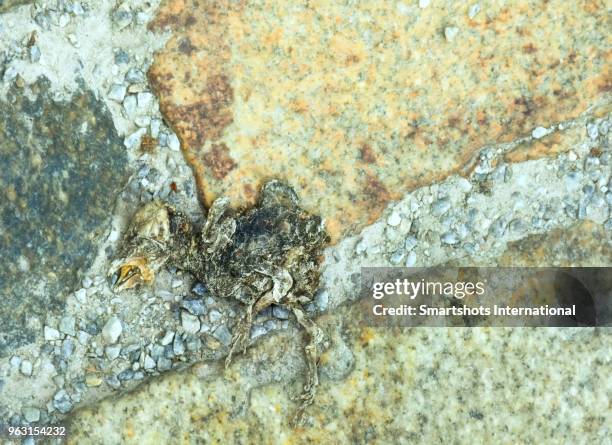 dry small dead bird carcass under the sun - scared chicken stock pictures, royalty-free photos & images