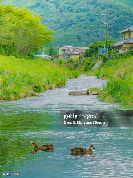 view of canal with duck swimming in yufuin town, oita, japan - agricultural policy stock pictures, royalty-free photos & images