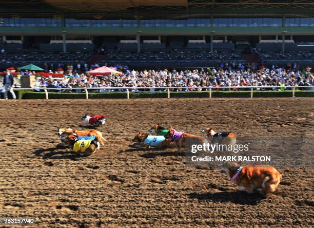 Corgi dogs race during the SoCal 'Corgi Nationals' championship at the Santa Anita Horse Racetrack in Arcadia, California on May 27, 2018. - The...