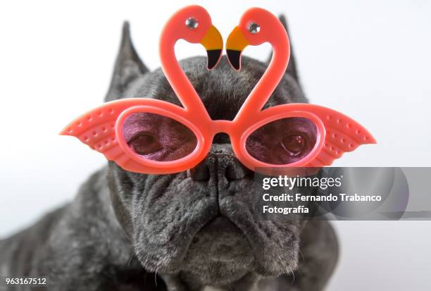 portrait of dog with glasses - flamingo heart fotografías e imágenes de stock