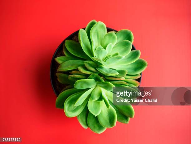 cactus from above - flores indonesia - fotografias e filmes do acervo