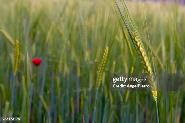 spring landscape with cereal spikes and poppies - miguelangelortega stock pictures, royalty-free photos & images