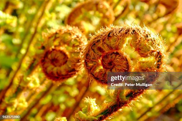 ferns emerging from coils - bracken ストックフォトと画像