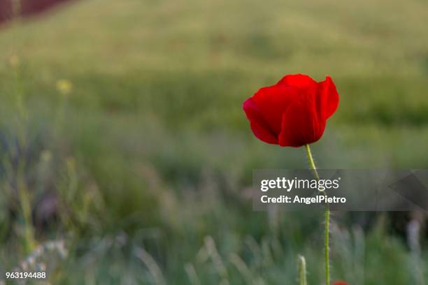 poppy flower - miguelangelortega stock pictures, royalty-free photos & images