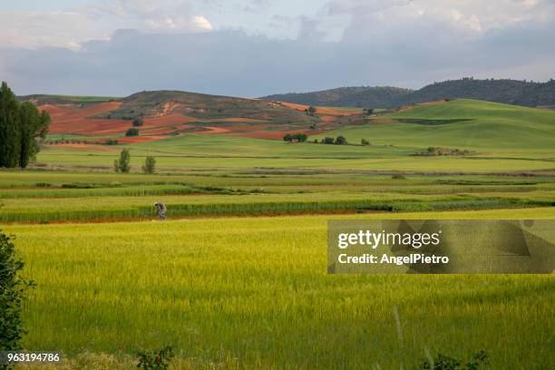 spring landscape with cereal plants - miguelangelortega stock pictures, royalty-free photos & images