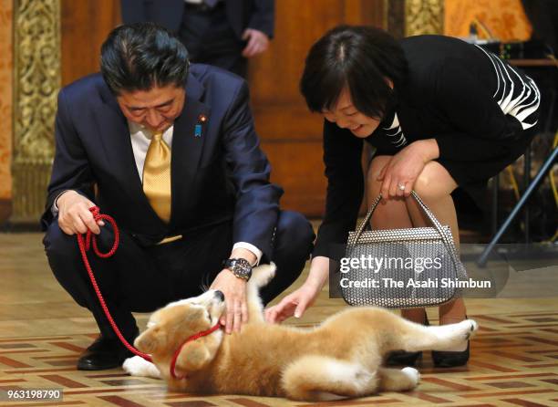 Japanese Prime Minister Shinzo Abe and his wife Akie pat 'Masaru' Akita inu dog prior to present to Pyeongchang Olympic Figure Skating Ladies Singles...