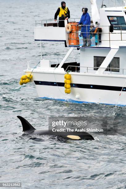 Killer whales are seen off Shiretoko Peninsula on May 25, 2018 in Rausu, Hokkaido, Japan.