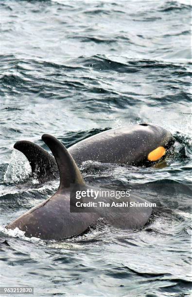 Killer whales are seen off Shiretoko Peninsula on May 25, 2018 in Rausu, Hokkaido, Japan.