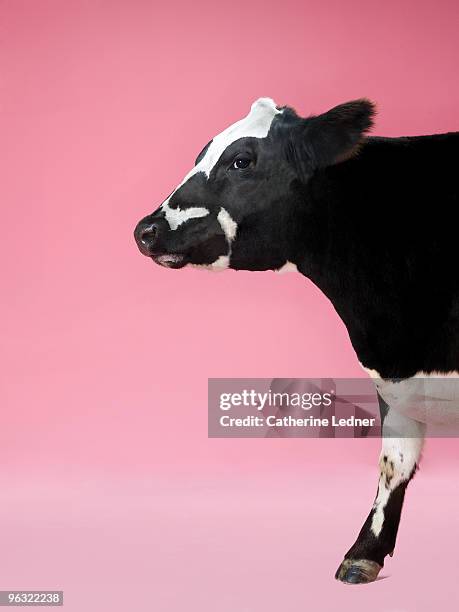 holstein cow (bos taurus) on pink background. - dairy cattle stock pictures, royalty-free photos & images