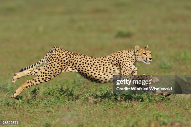 cheetah of serengeti - gepard stock-fotos und bilder