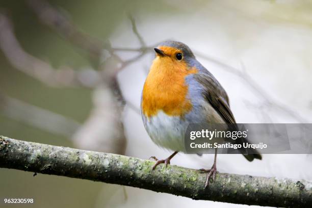 european robin perched on a branch - insectivora stock pictures, royalty-free photos & images