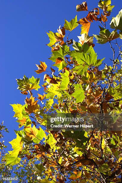 herbstlaub - herbstlaub stock pictures, royalty-free photos & images