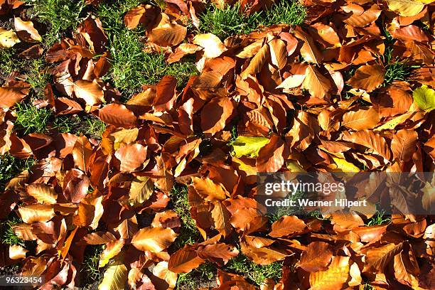 herbstlaub - herbstlaub stockfoto's en -beelden