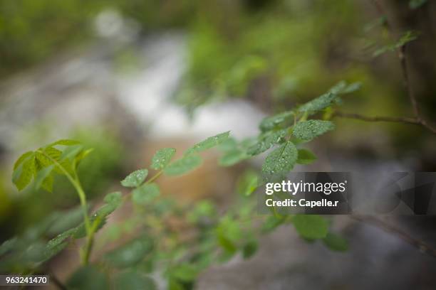 flore - focus sur un arbre - goutte stock pictures, royalty-free photos & images