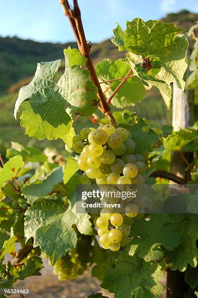 vineyard with grapes - moseltal stock pictures, royalty-free photos & images