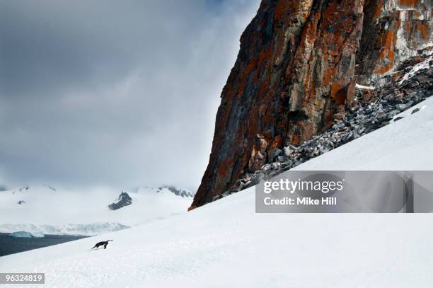 chinstrap penguin climbing hillside - half moon island stock pictures, royalty-free photos & images