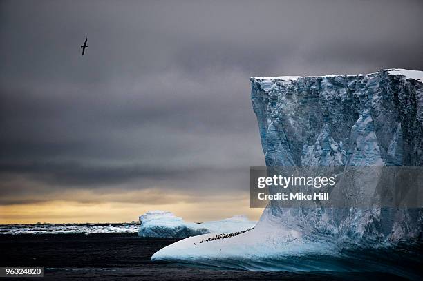 blue iceberg, penguins and giant petrel - south orkney island stock pictures, royalty-free photos & images