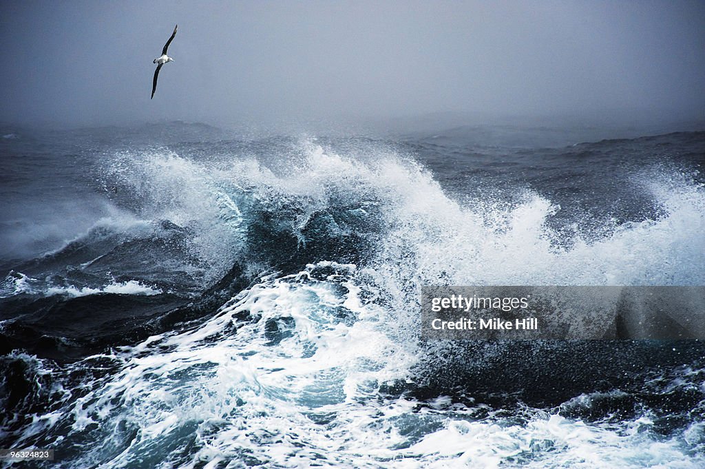Wandering Albatross in flight over rough sea