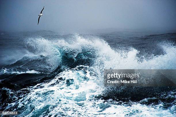 wandering albatross in flight over rough sea - ruffled stock pictures, royalty-free photos & images