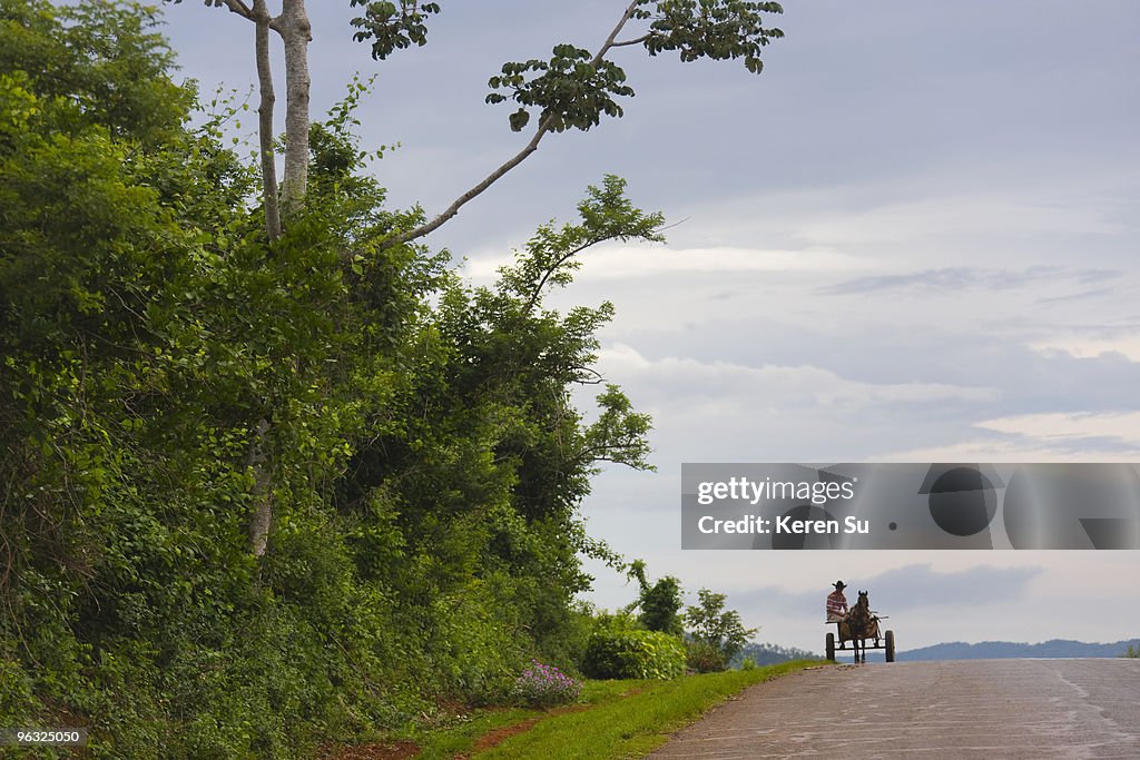 Donkey cart on the road