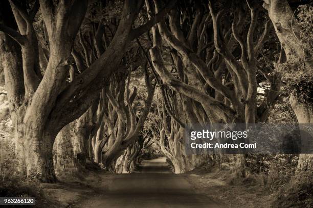 the dark hedges. northern ireland, united kingdom. - twisted tree stock pictures, royalty-free photos & images