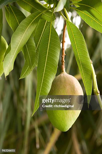 マンゴーのヴァイン - mango tree ストックフォトと画像