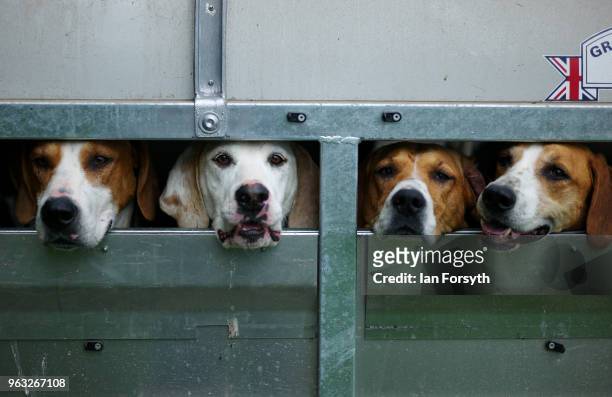Hounds wait in their trailer before judging during the Duncombe Park Country Fair on May 28, 2018 in Helmsley, England. Set in the grounds of one of...