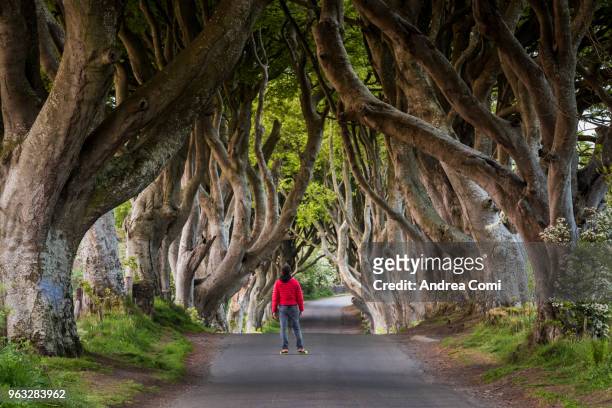 tourist at the dark hedges - twisted tree stock pictures, royalty-free photos & images