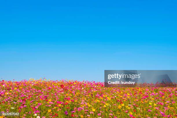 colorful flower field with blue sky background. natural, travel, environment background concept. - 花　青 ストックフォトと画像
