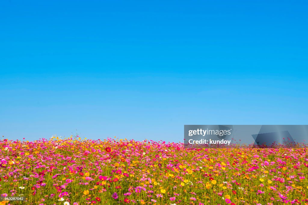 Colorful flower field with blue sky background. Natural, travel, environment background concept.