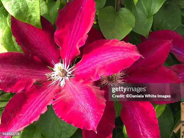 Red Clematis Photos and Premium High Res Pictures - Getty Images