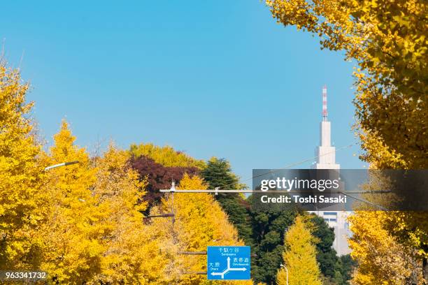 ntt docomo tower ( ntt yoyogi building) stands behind the rows of autumn leaves ginkgo trees stand along both side of street at harajuku jingumae shibuya tokyo japan on november 26 2017. - center of gravity 2017 stock pictures, royalty-free photos & images