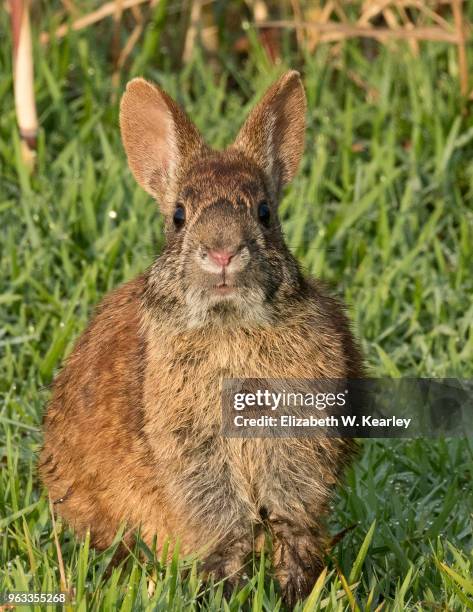 157 Marsh Rabbit Stock Photos, High-Res Pictures, and Images - Getty Images