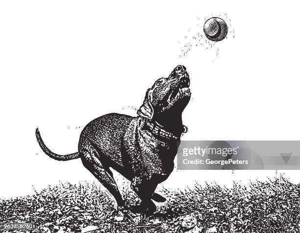 ilustraciones, imágenes clip art, dibujos animados e iconos de stock de perro atrapar pelota - purebred dog stock illustrations